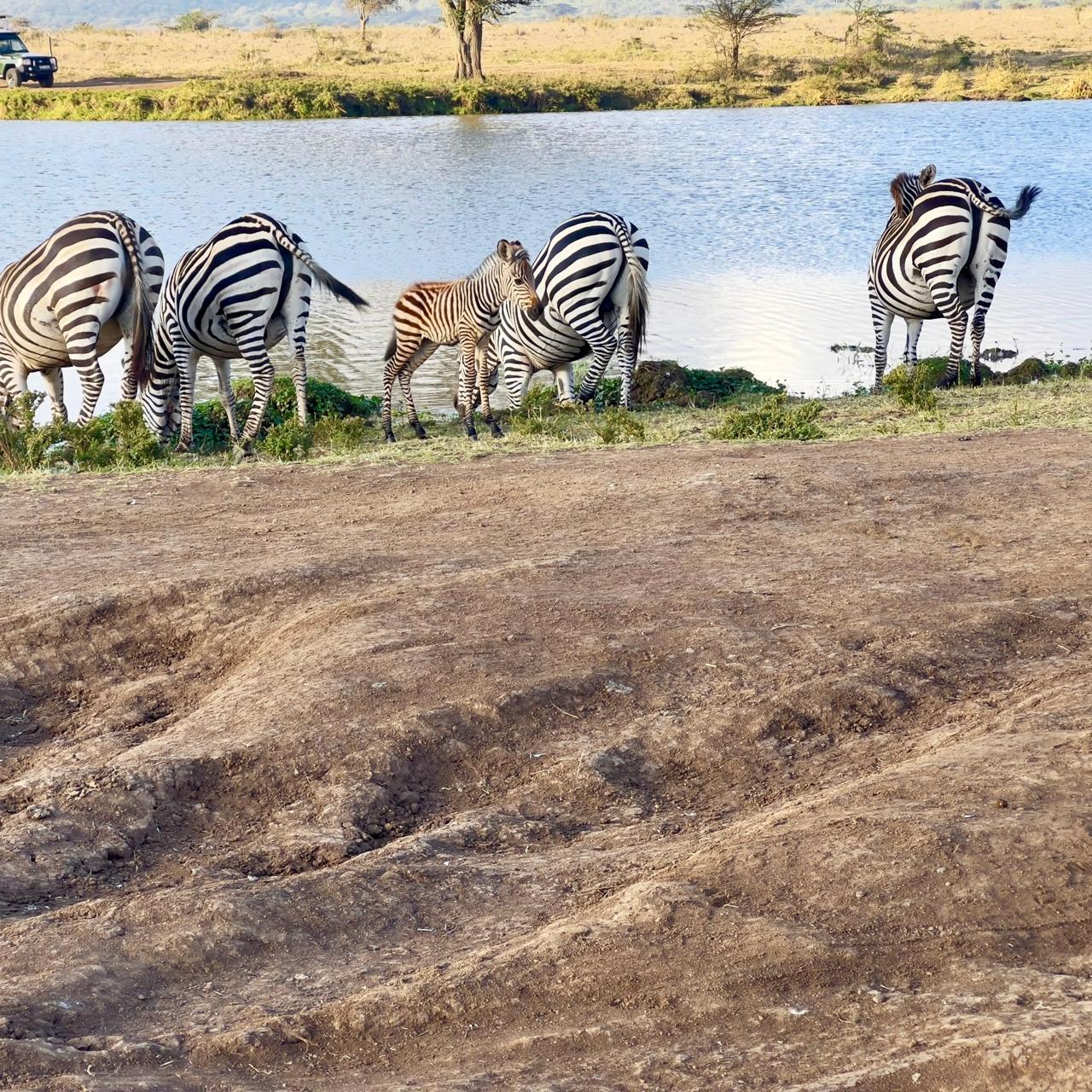 Wildlife