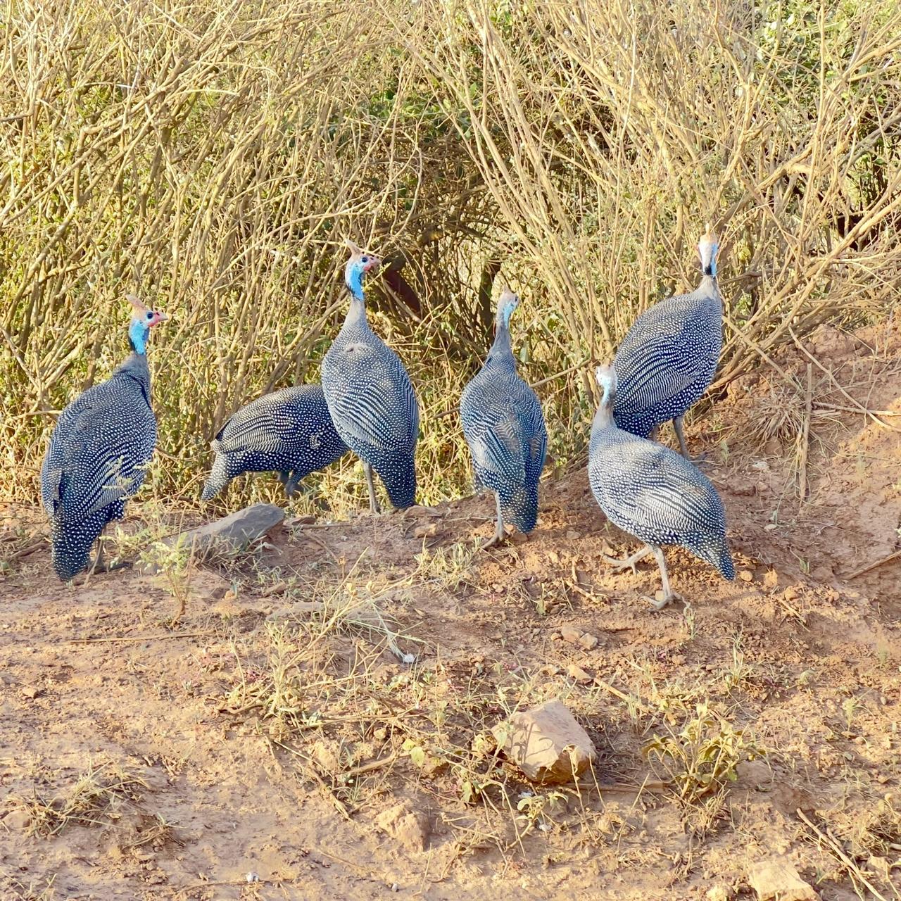 Wildlife
