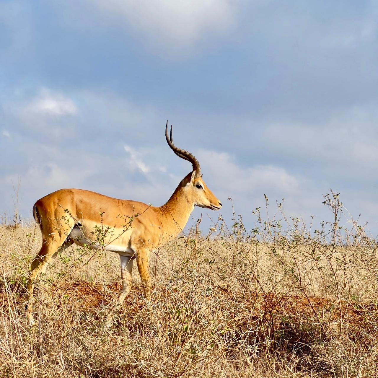 Wildlife