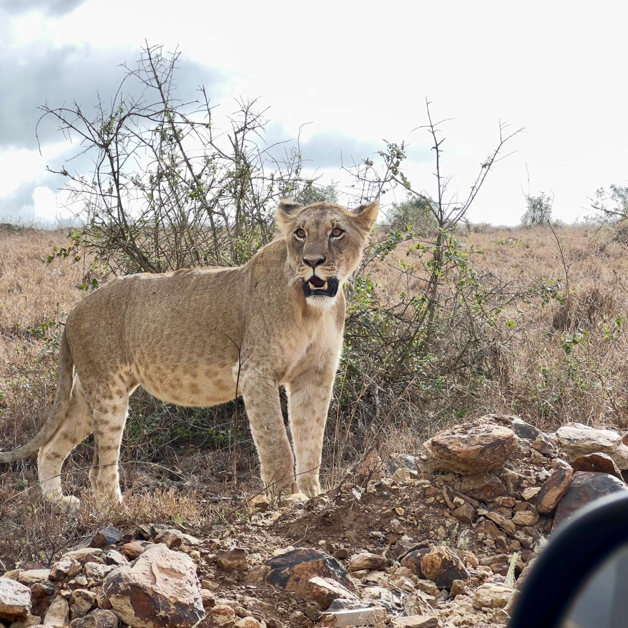 Wildlife