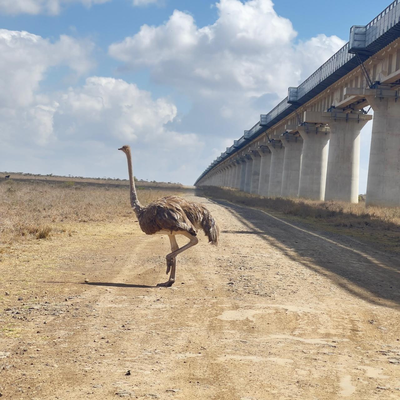 Wildlife