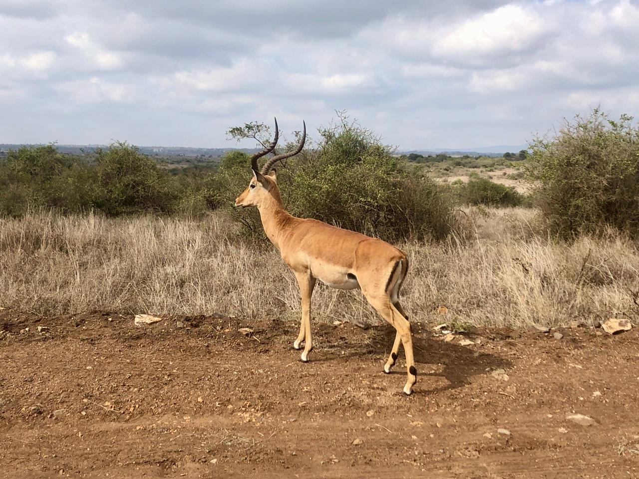Wildlife