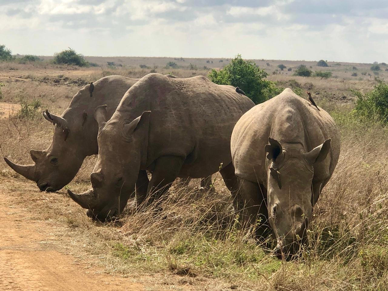 Wildlife